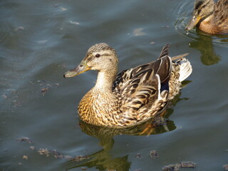 duck in pond