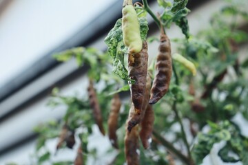 Close up of rotten peppers and green leaves on tree