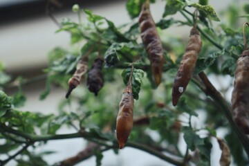 Close up of rotten peppers and green leaves on tree