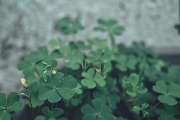 Green good lucky clover leaves background texture