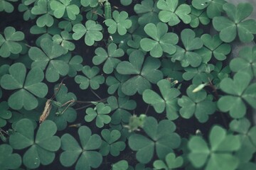 Green good lucky clover leaves background texture