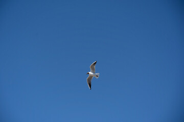 Seagull bird flying