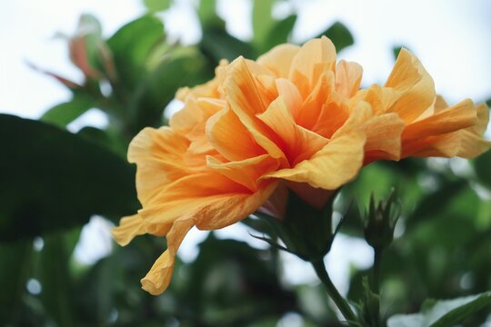 Beautiful Of Hibiscus Orange Tropical Flowers And Green Leaves
