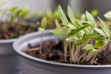 Closeup of multiple pots with young tomato plant seedlings. Home gardening concept.
