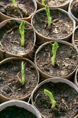 Sugar snap seedlings in toilet paper rolls. Green sapling plants in a nursery plot. Sustainable home gardening concept.