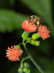 bee on the flower