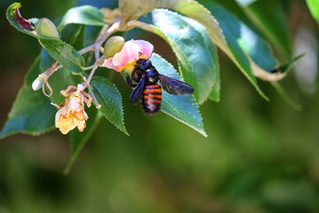 Insect pollinating flowers in nature.