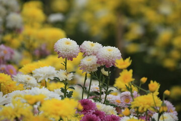 Obraz premium Flower