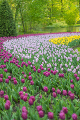 Colorful tulips in full bloom in park. Purple, pink, yellow tulips. March 8,Mothers Day, soft selective focus