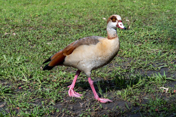 Obraz premium Beautiful Egyptian goose, duck, flew to the Winter Lake in Netanya