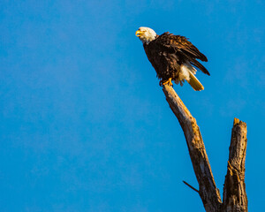 Bald Eagle (Haliaeetus leucocephalus) with ruffled feathers and squawking from atop a dead snag.  Shasta County, California, USA.