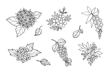 Set of spring flowering branches of spirea, hawthorn, hydrangea, cinquefoil with leaves, buds, flowers. Vector drawing by hand with a black outline. - obrazy, fototapety, plakaty