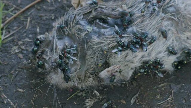 Dead Rat being consumed by flies