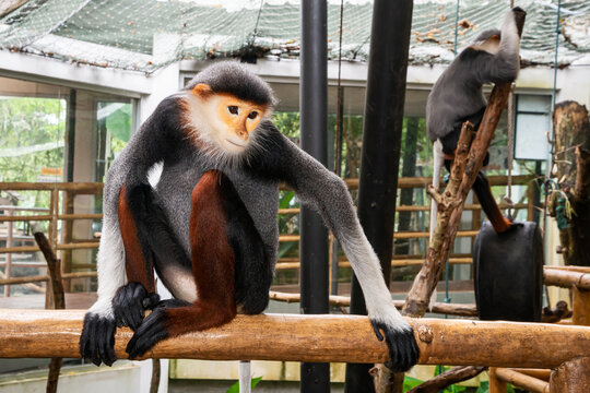 Lemurs five colors or Red-shanked douc. and Scientific name Pygathrix nemaeus in a cage at the zoo.