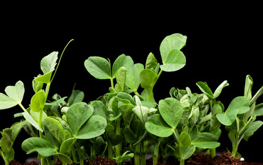 Sprouts germination newborn pea microgreen in black background.