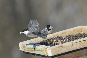 Chickadees and Juncos fighting for their share of food at the bird feeder of peanuts and sunflower...