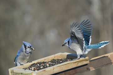 Blue Jays fighting over food at tray feeder on overcast winter afternoon. Sometimes being ejected...