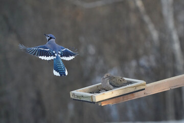 Blue Jays fighting over food at tray feeder on overcast winter afternoon. Sometimes being ejected...