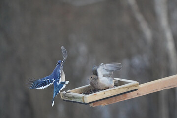 Blue Jays fighting over food at tray feeder on overcast winter afternoon. Sometimes being ejected...