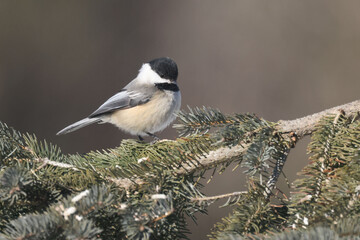 Obraz na płótnie Canvas Chickadee on feeder or perching on spruce bough in winter on overcast day