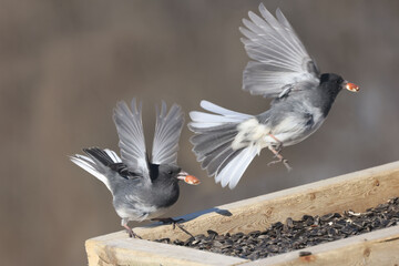 Juncos in winter fighting for their share of food with chicakadees at feeder on overcast winter day
