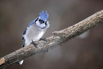 Blue Jays on windy day in winter with overcast sky with feathers blowing all around in a comical way