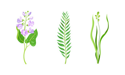 Violet Flower or Blossom on Stem and Green Leafy Stalk Vector Illustration Set