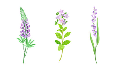Fototapeta na wymiar Violet Flower or Blossom on Leafy Stalk or Stem Vector Illustration Set