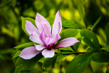 Fototapeta premium Pink magnolia flower bud with long smooth petals among green foliage on a blossoming tree. Magnolia soulangeana in a spring botanical garden, park. Flowering trees in April. Spring season blossom.