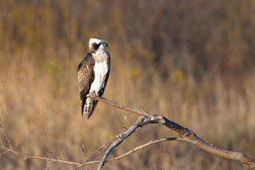 Osprey perching on a dead tree branch