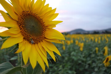 Fototapeta premium sunflower in the field