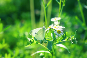 Large cabbage white butterfly fly in summer green field. Beauty Pieris brassicae on wildflower at sun light day