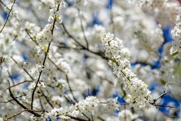 Cherry blossom branch in the garden in spring

