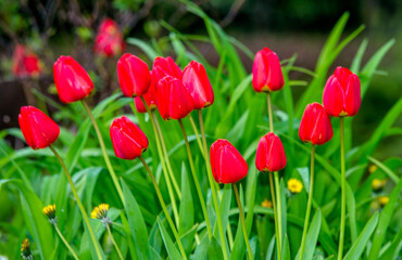 red tulips bloom on a green natural background
