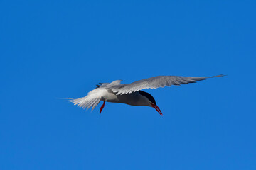 Fototapeta premium Tern in flight, Peninsula Valdes,Patagonia Argentina.