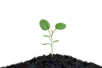Young green plant growing from mound of soil on white background.