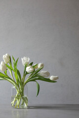 A bunch of white tulips in a vase isolated on grey background, march, springtime. Copy space