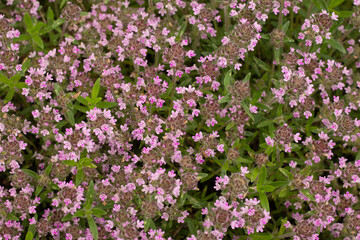 Obraz premium field of pink flowers