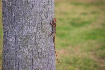 Close up view f a small lizard with a long tail sits on the trunk of a tree, green grass in the background