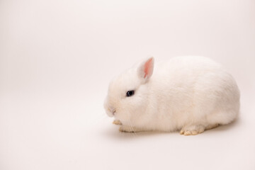 A fluffy cute rabbit with pink ears, gray eyes and a long mustache on a solid white background looks at the camera