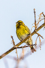 European Serin perched on a tree branch