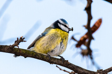 Eurasian Blue Tit in the morning in Provence