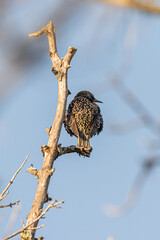 Common Starling perched on a tree branch
