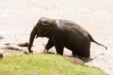 Fototapeta premium The baby elephant was walking across the river to the other side. When the river water is high and the water is very cloudy, the Asian elephant in Thailand