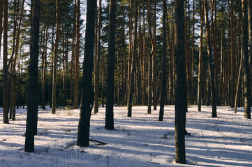 The pine forest is illuminated by the evening, winter sun, slender tree trunks and white snow on the ground are tinted by the evening sun, winter landscape