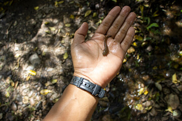 BabySmall fish in hand, snakehead fish in a river in Asian jungle, Thailand