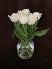 Bouquet of tulips in a glass vase. Spring white flowers isolated on brown. White tulips on a dark background.