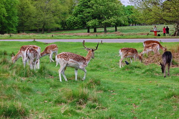 Spotted fallow deer grazing in the meadow of Richmond park, London.