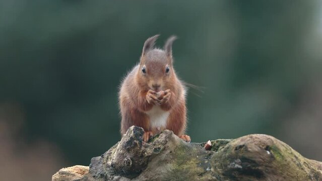 Red Squirrel (Sciurus Vulgaris) eating nuts , Scotland