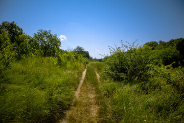 Dirt road through thickets of tall green grass. Road through dense forest